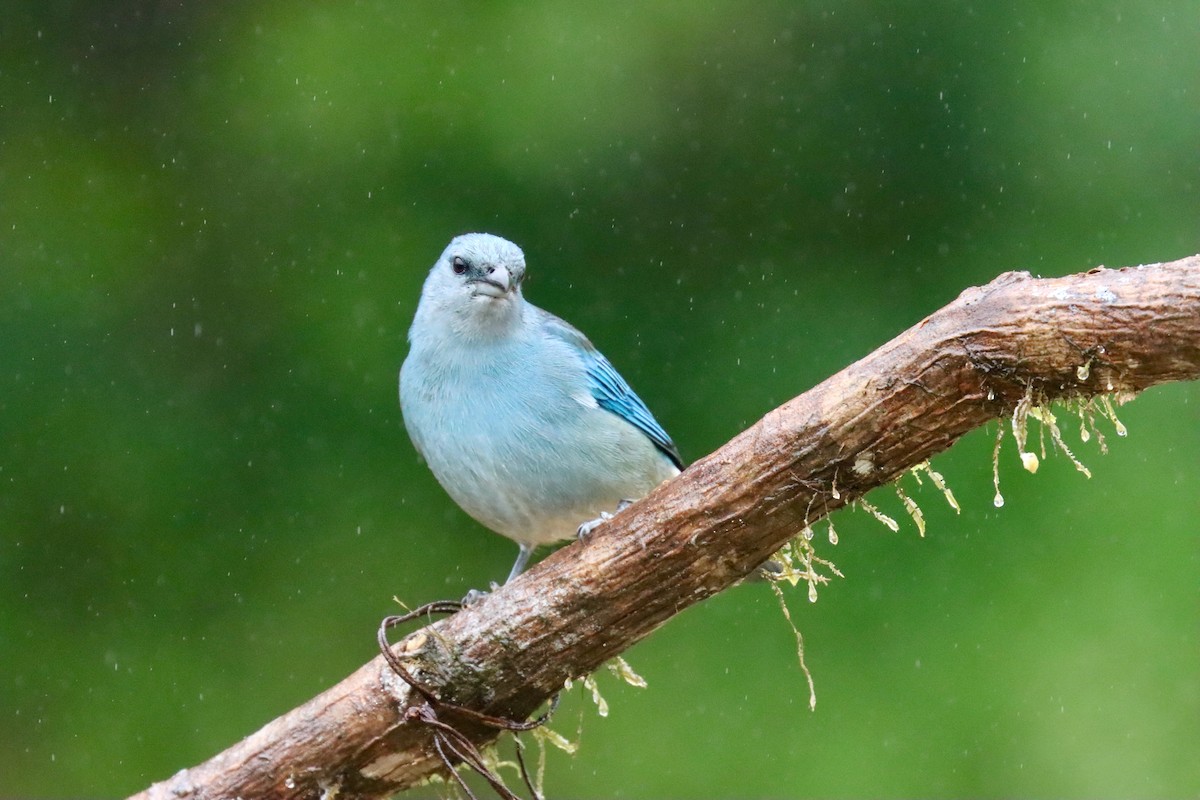 Azure-shouldered Tanager - ML620183097