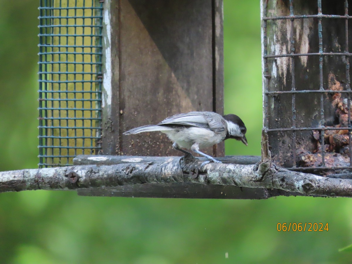 Carolina Chickadee - ML620183102