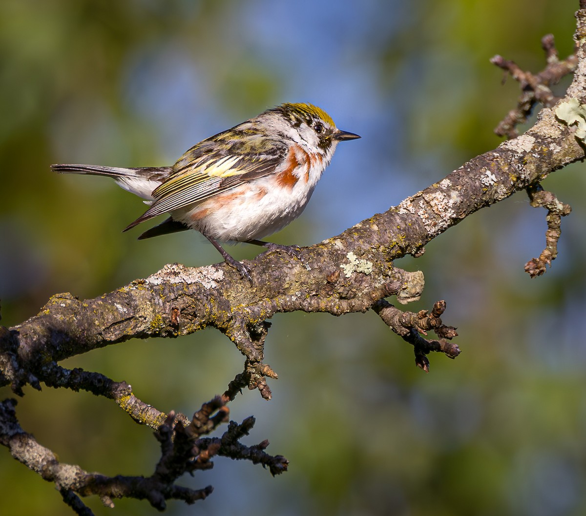 Paruline à flancs marron - ML620183105