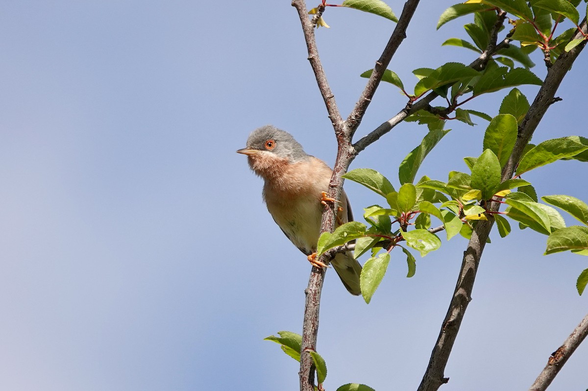 Moltoni's Warbler - ML620183107