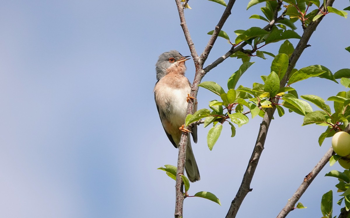 Moltoni's Warbler - ML620183108