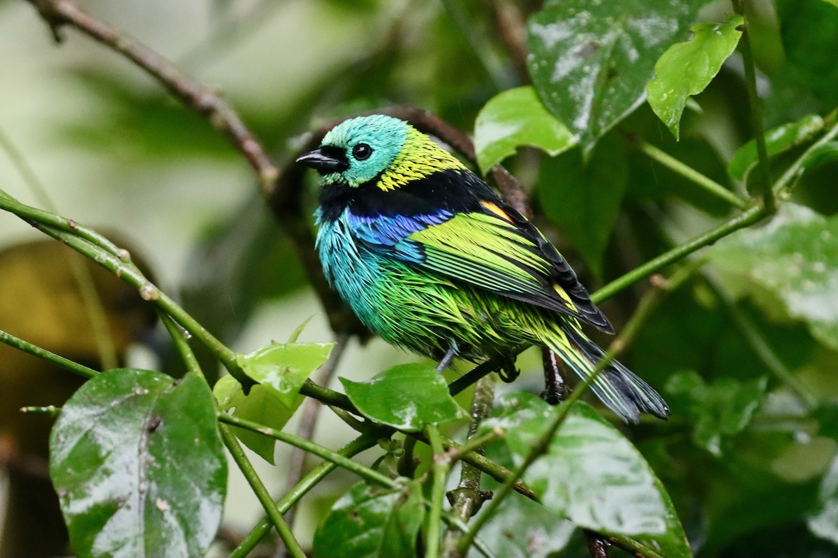 Green-headed Tanager - ML620183109