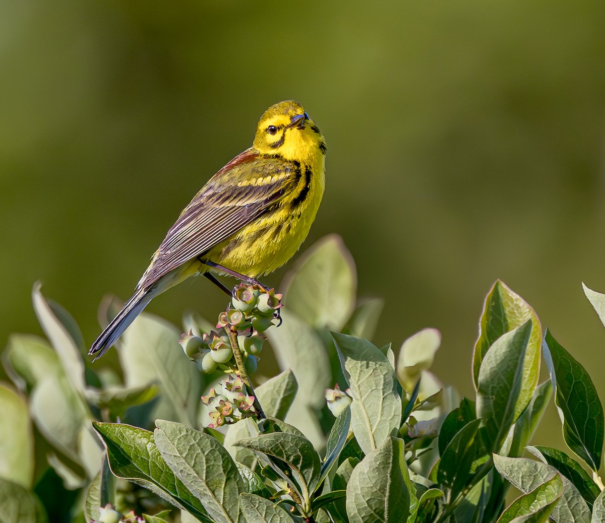 Prairie Warbler - ML620183114