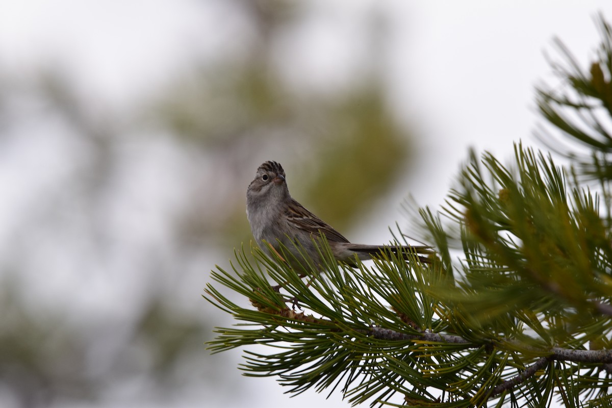 Brewer's Sparrow - ML620183117