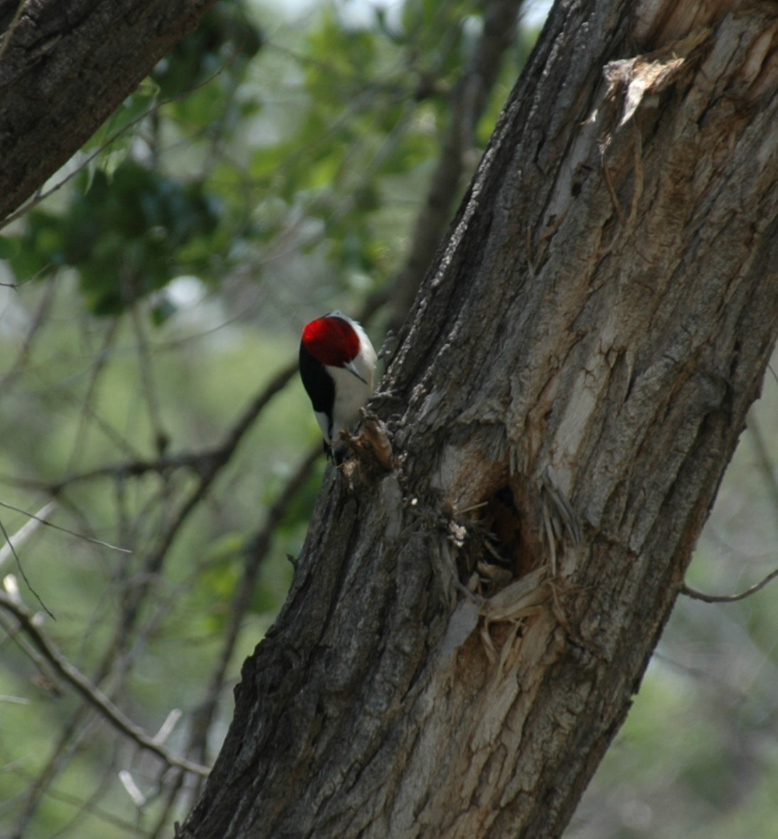 Red-headed Woodpecker - ML620183120
