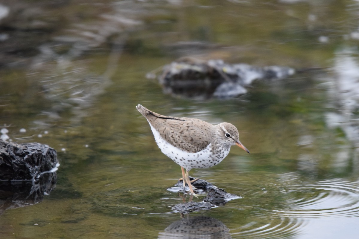 Spotted Sandpiper - ML620183125