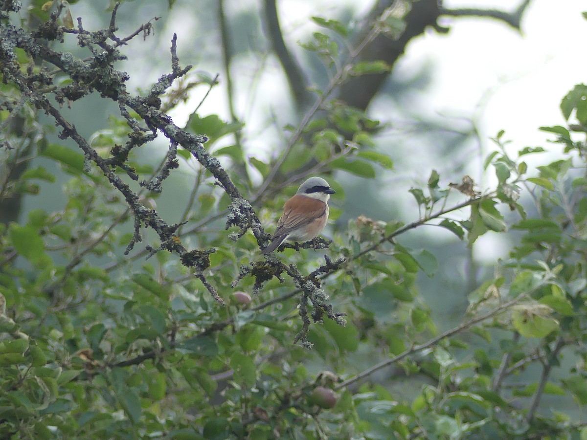 Red-backed Shrike - ML620183126