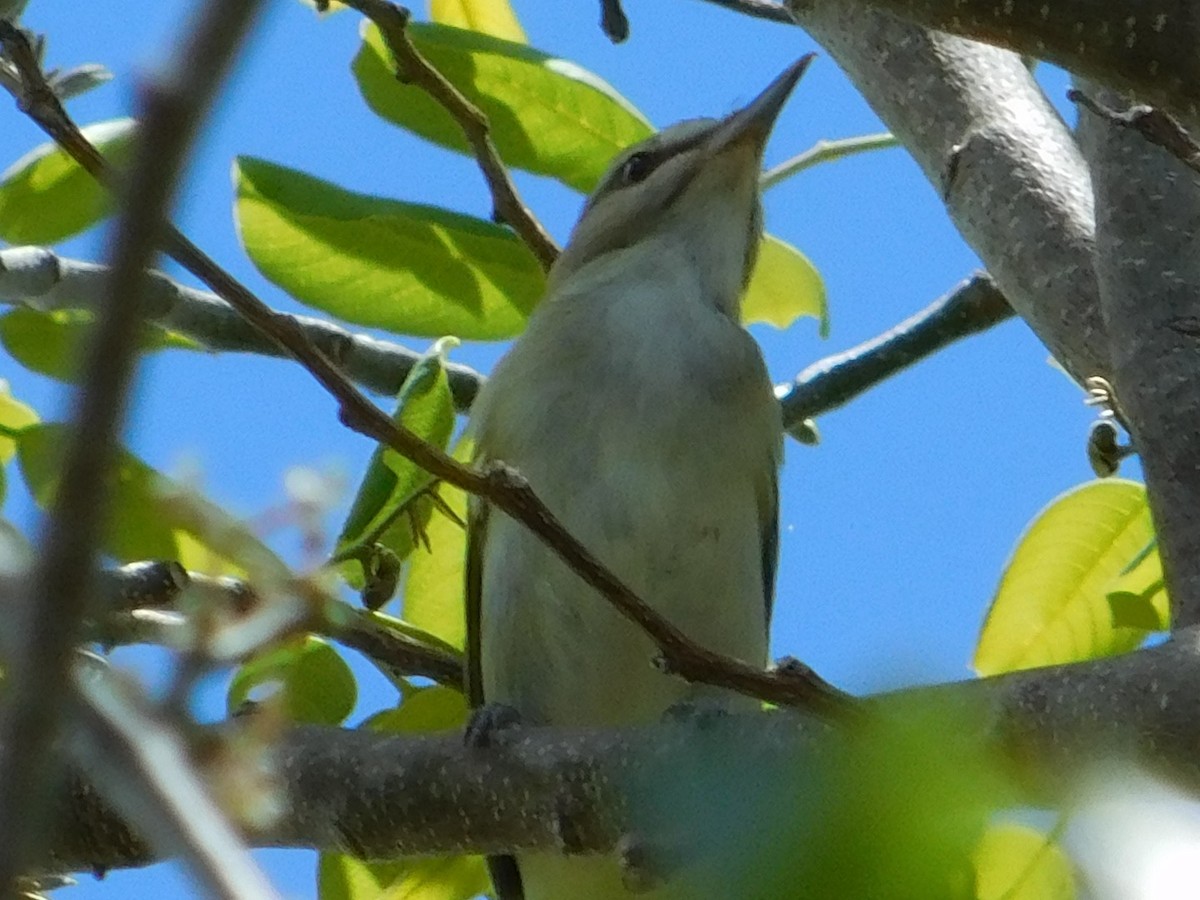 Bartvireo - ML620183130