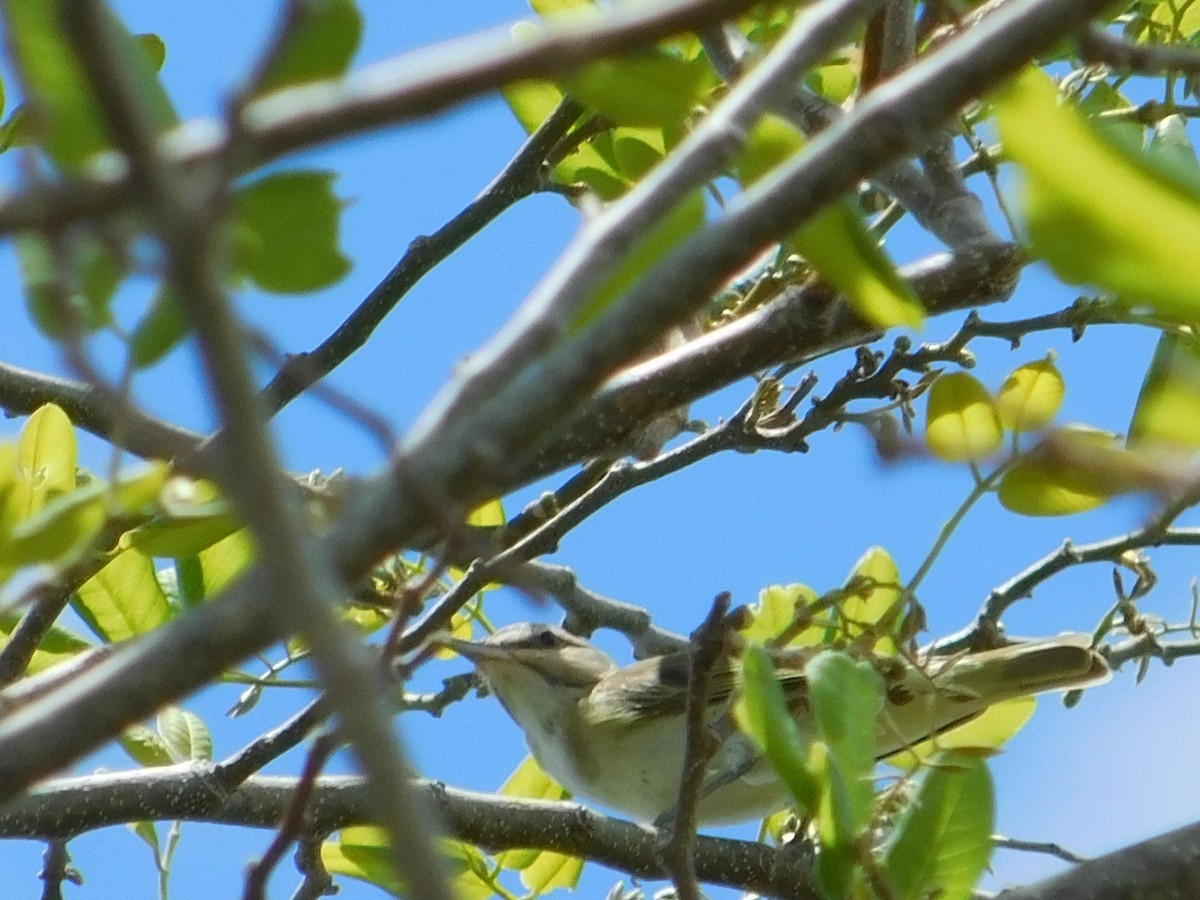 Black-whiskered Vireo - Danny Lee