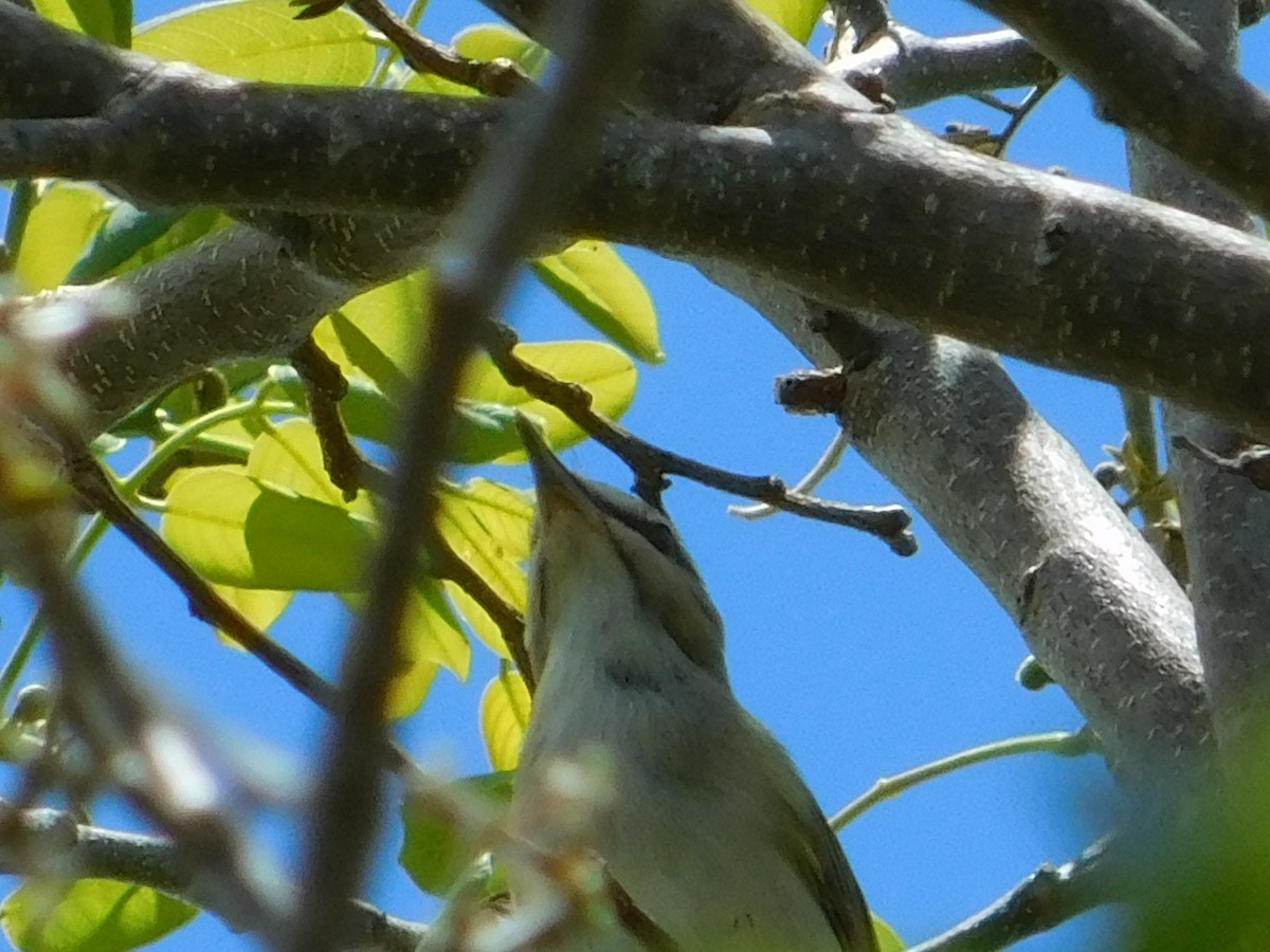 Black-whiskered Vireo - ML620183134