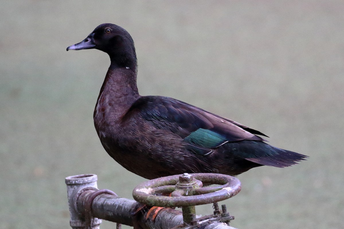 Muscovy Duck x Mallard (hybrid) - ML620183135