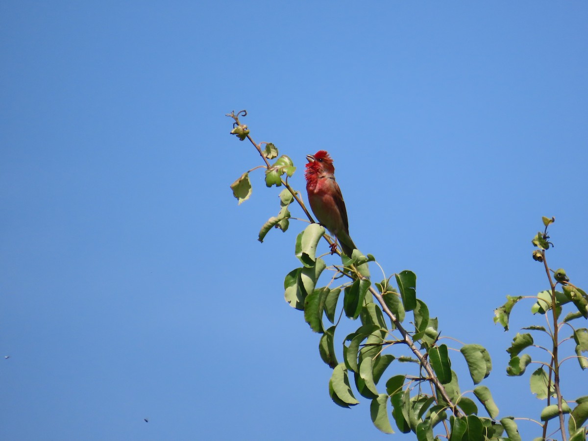 Common Rosefinch - ML620183136