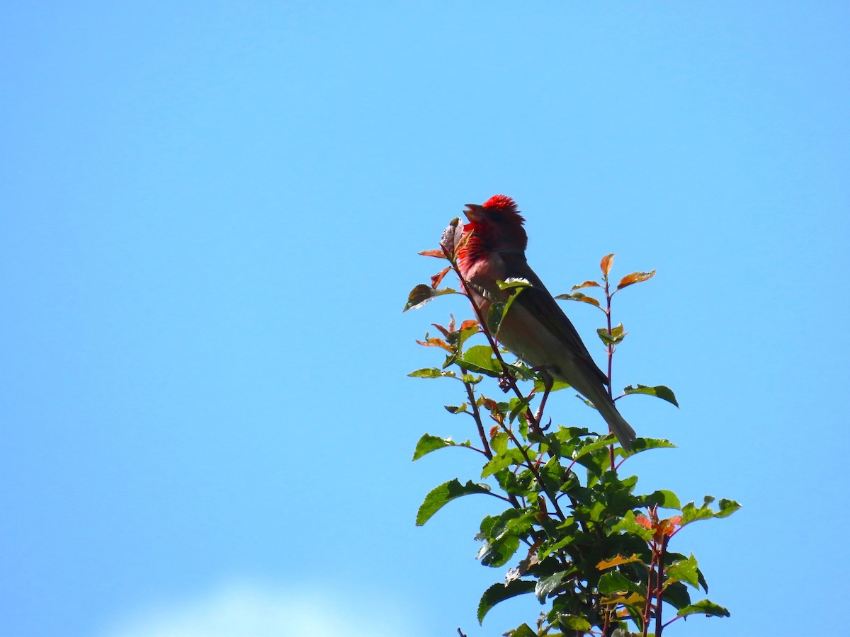 Common Rosefinch - ML620183137