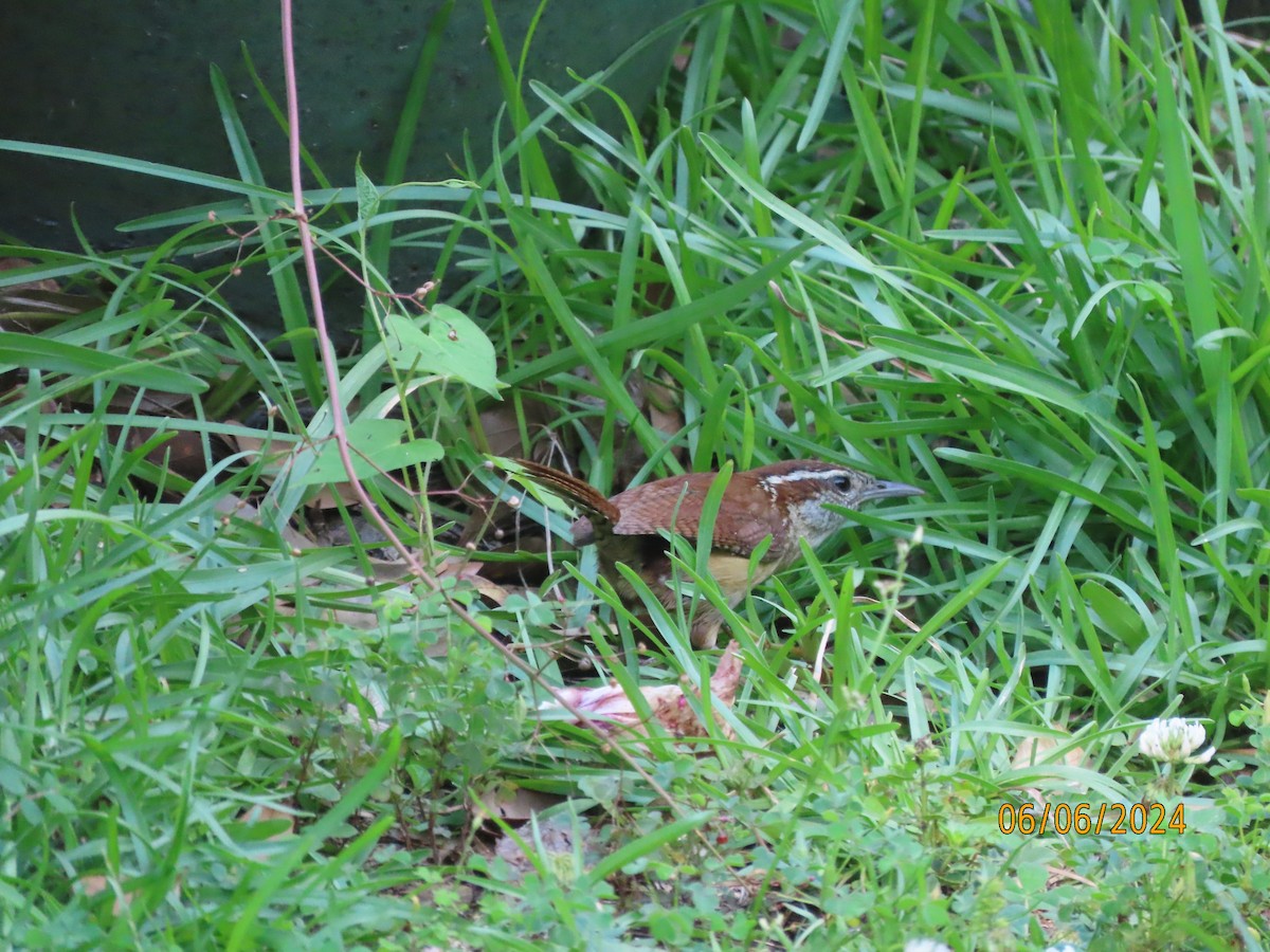 Carolina Wren - ML620183149