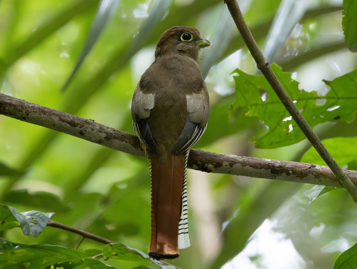 Amazonian Black-throated Trogon - Silvia Faustino Linhares