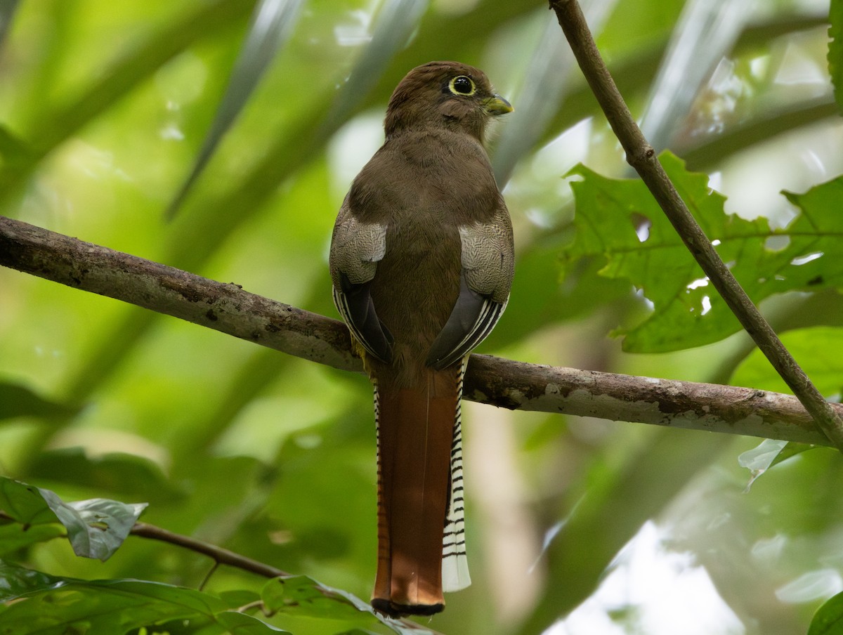 Amazonian Black-throated Trogon - ML620183152