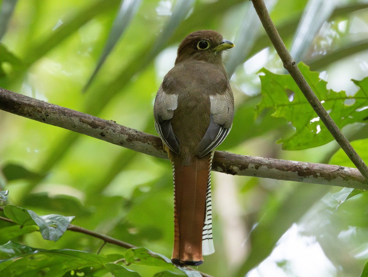 Amazonian Black-throated Trogon - ML620183153