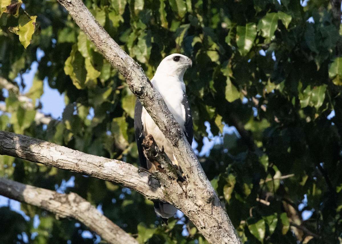 Buse blanche (albicollis) - ML620183158