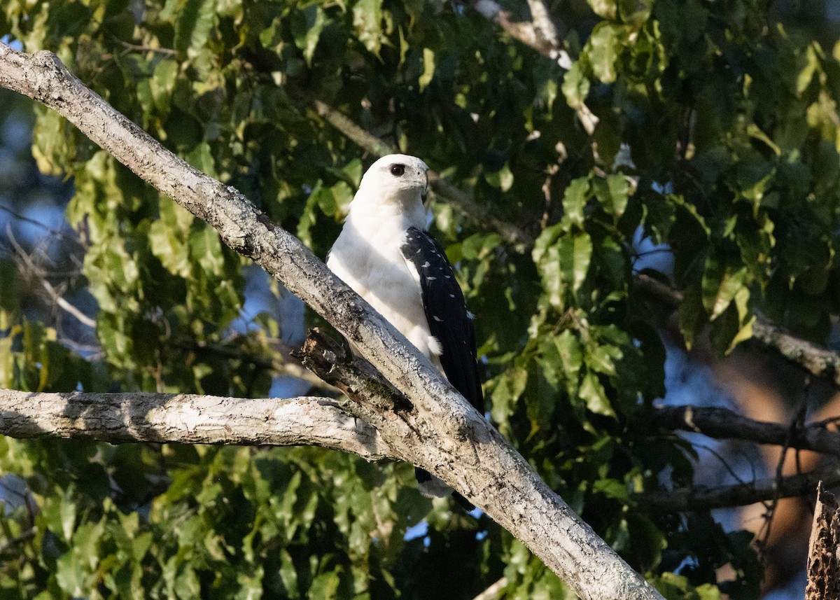 Белая агуйла (albicollis) - ML620183159