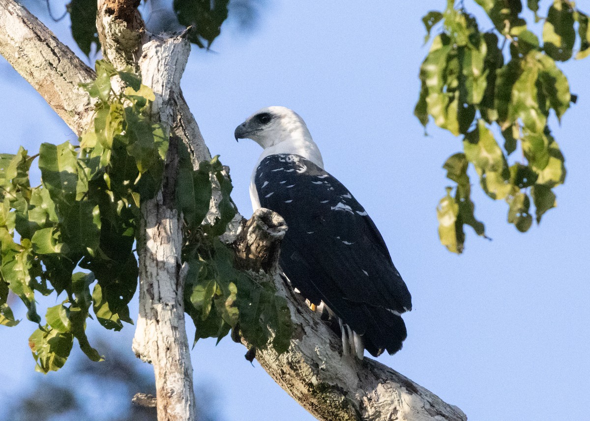 káně pralesní (ssp. albicollis) - ML620183162