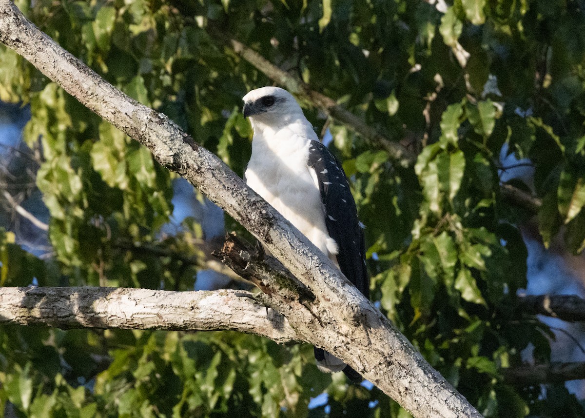 White Hawk (Black-tailed) - ML620183163