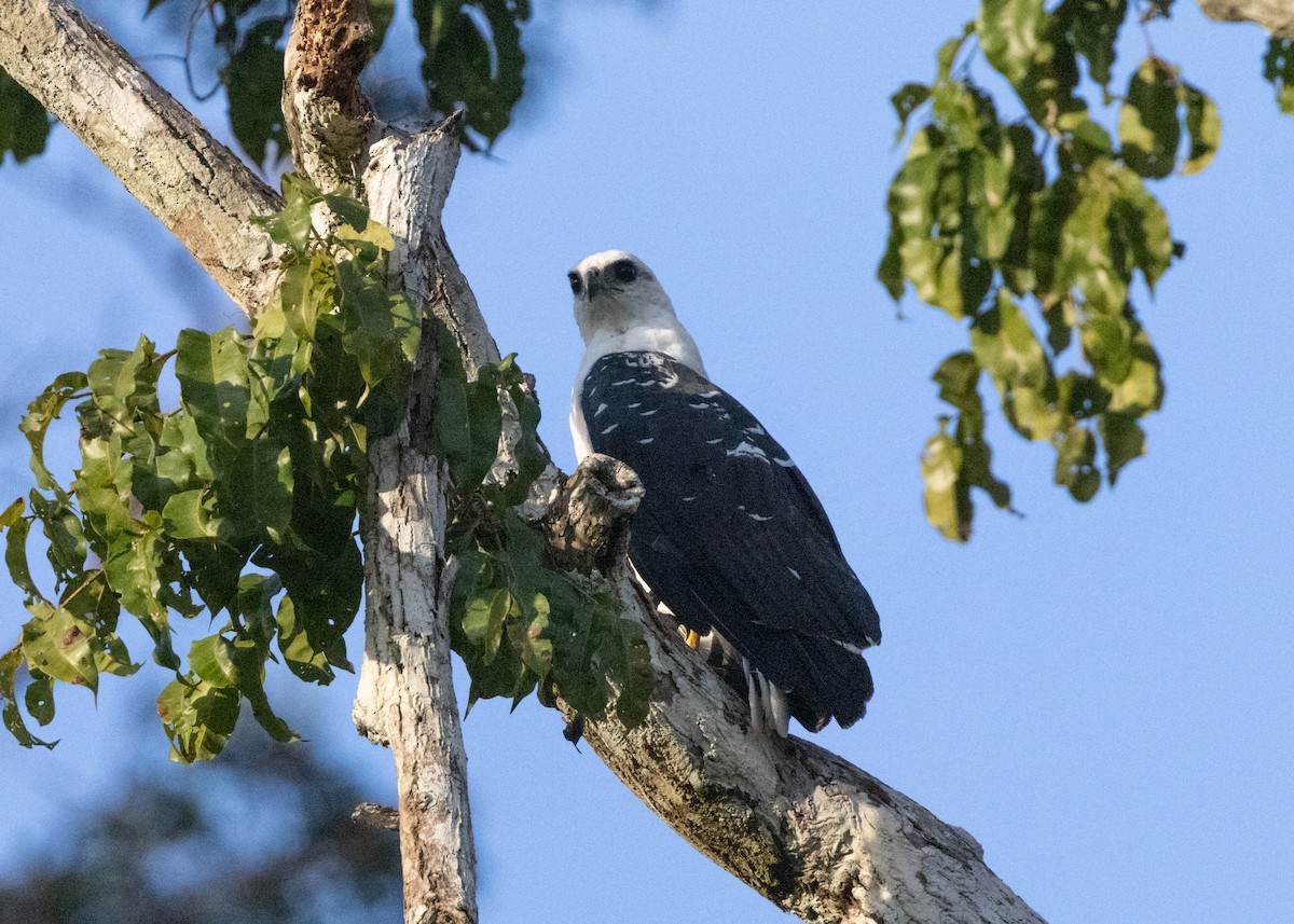 White Hawk (Black-tailed) - ML620183164