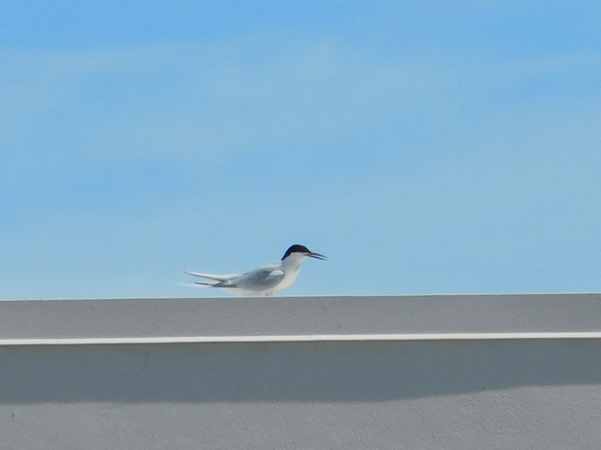 Roseate Tern - ML620183166