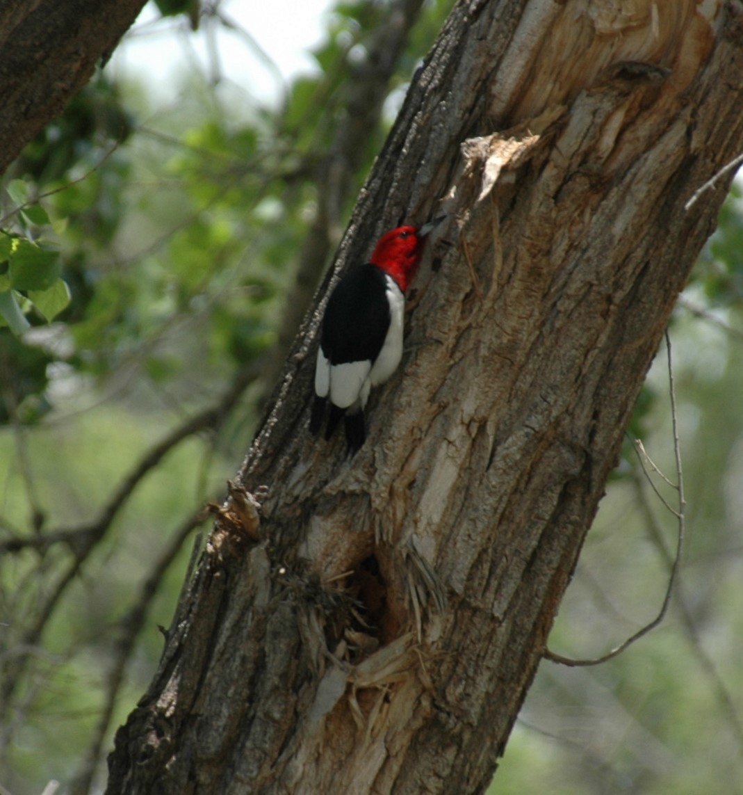 Red-headed Woodpecker - ML620183170