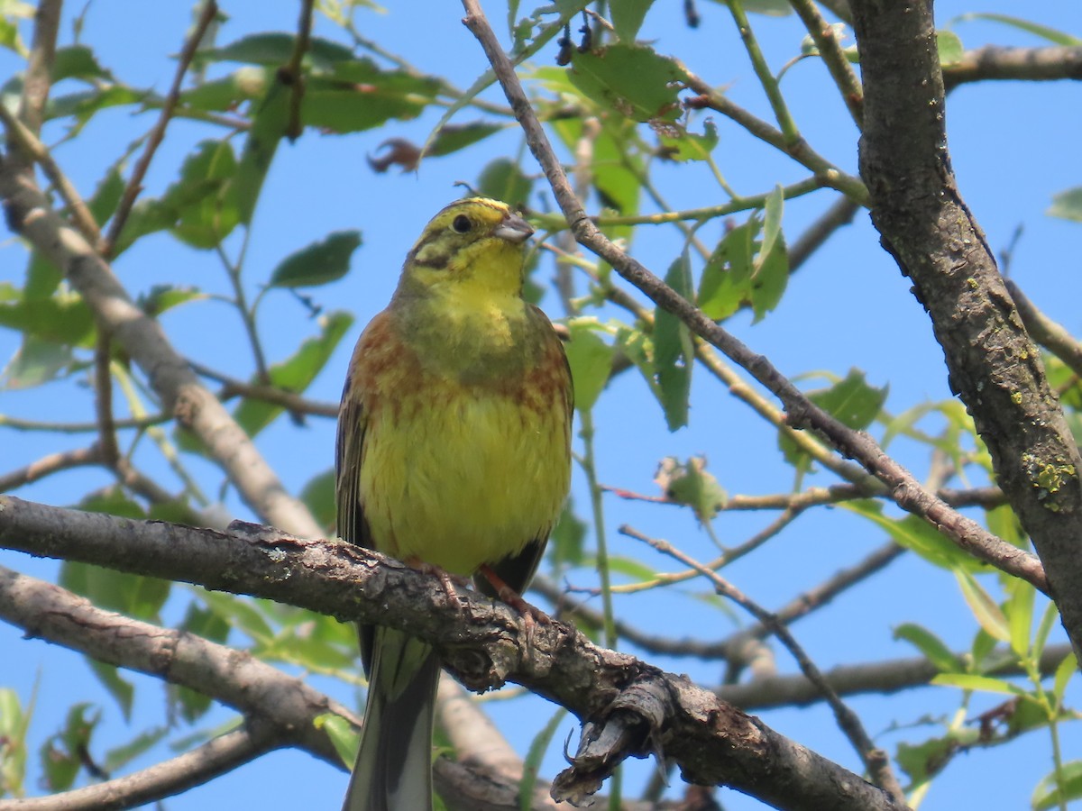 Yellowhammer - ML620183172