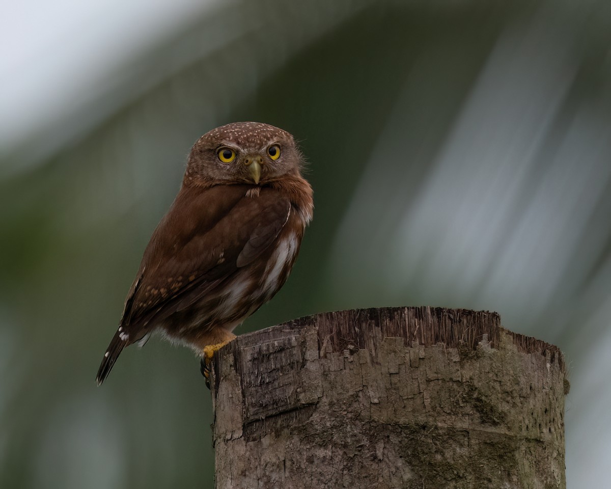 Central American Pygmy-Owl - ML620183176