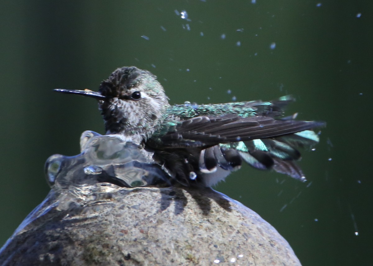 hummingbird sp. - ML620183181