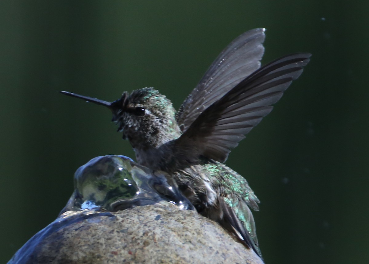 hummingbird sp. - ML620183182