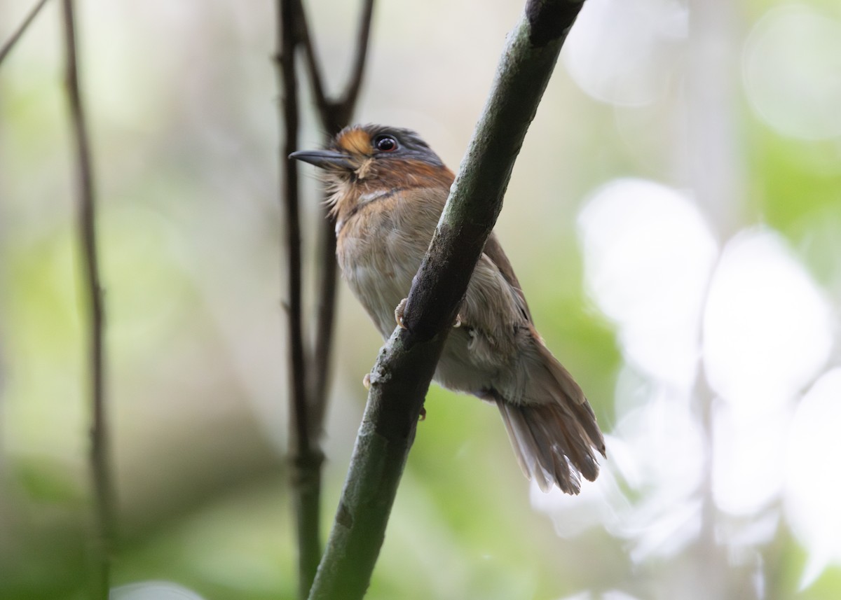 Kapuzenfaulvogel - ML620183186