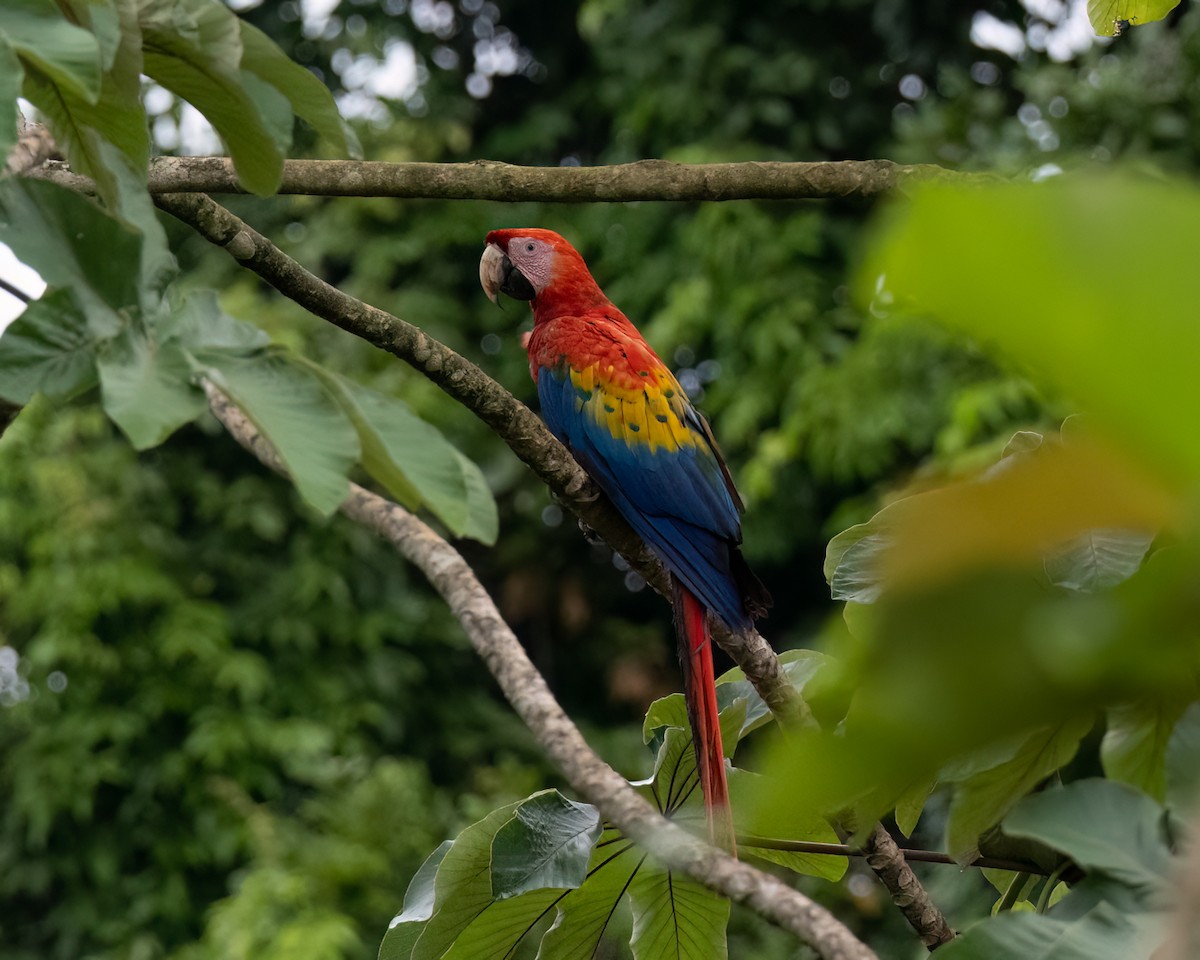 Guacamayo Macao - ML620183193