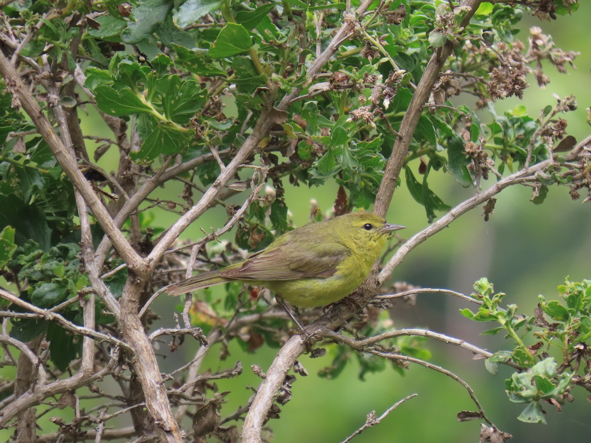 Orange-crowned Warbler (lutescens) - ML620183195