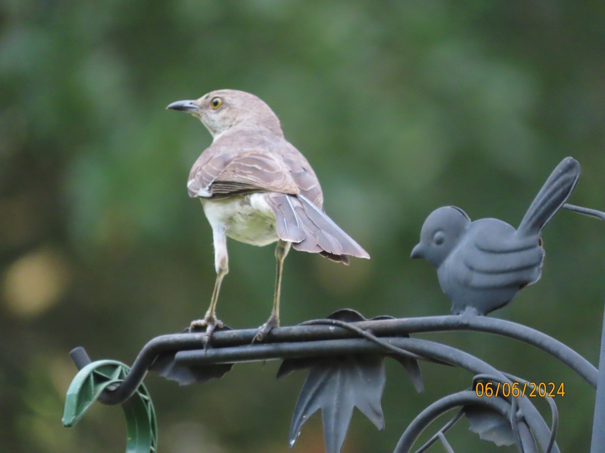 Gartenspottdrossel - ML620183197