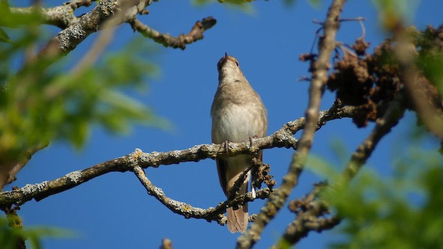 Thrush Nightingale - ML620183199