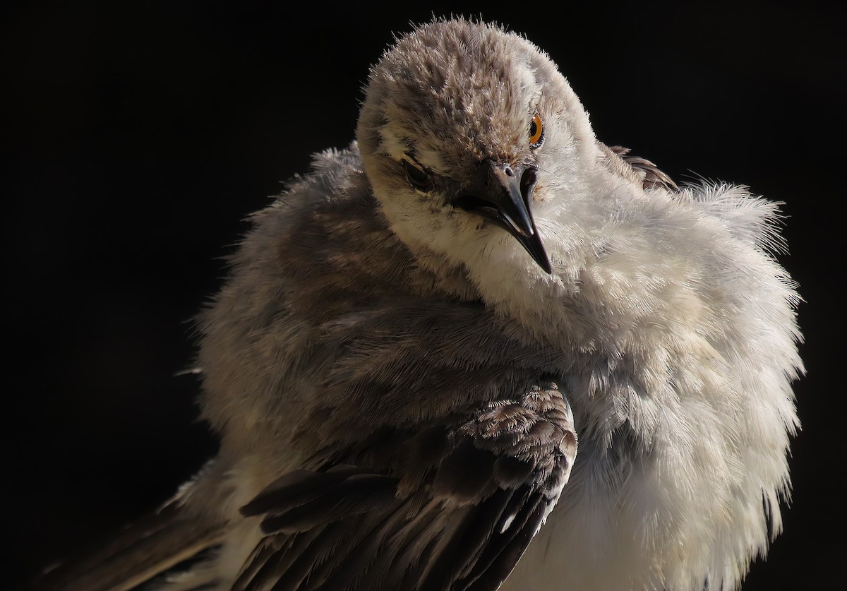 Tropical Mockingbird - ML620183204