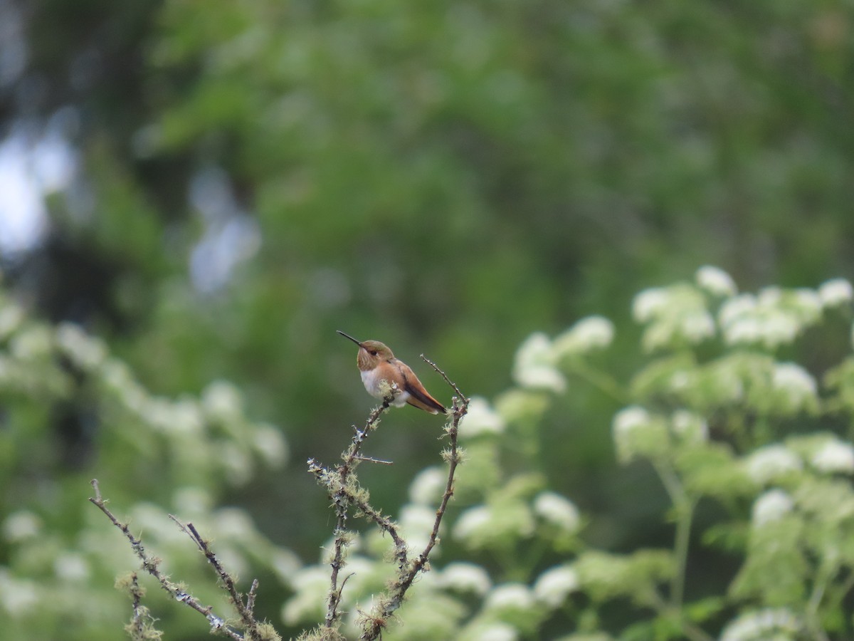 Allen's Hummingbird - ML620183205