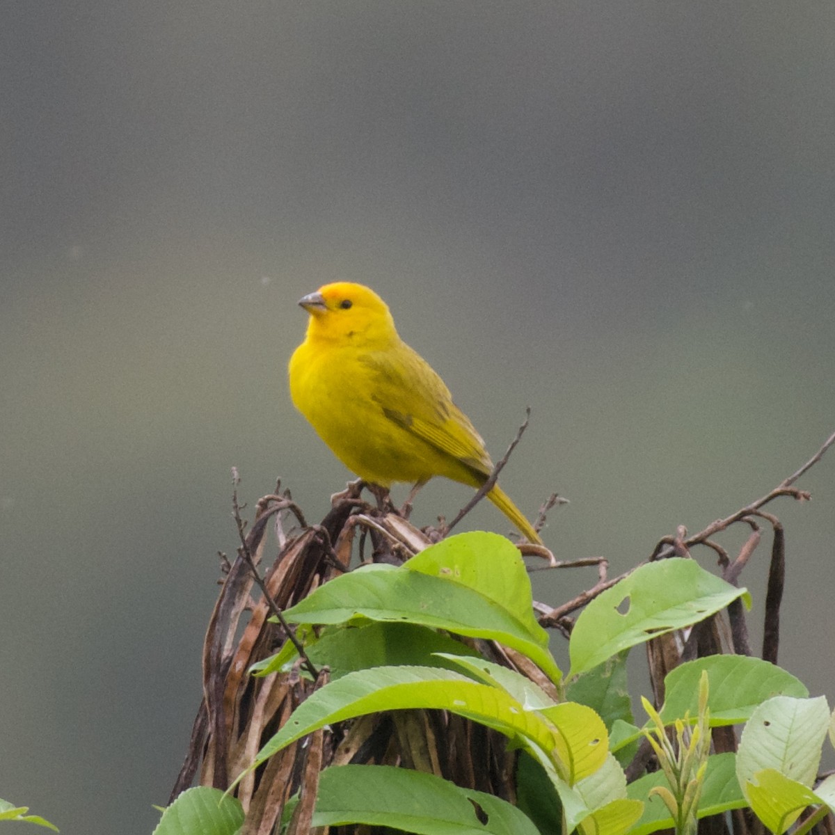 Saffron Finch - ML620183227