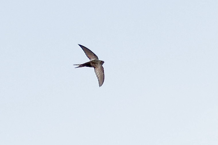 Pallid Swift - ML620183230