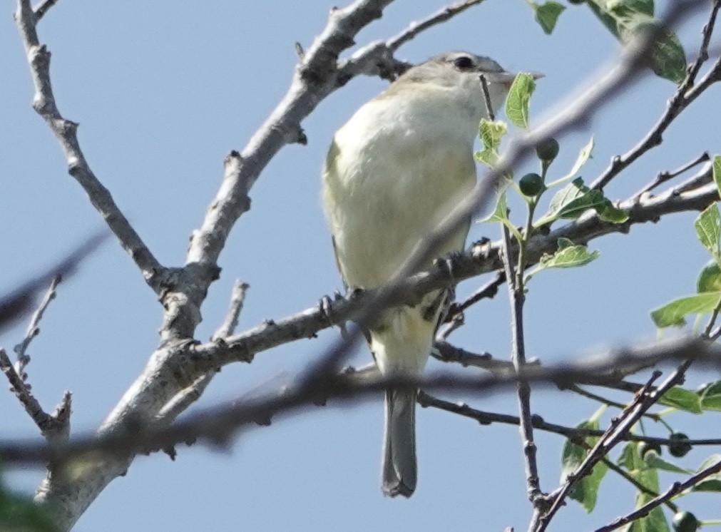 Bell's Vireo - ML620183233