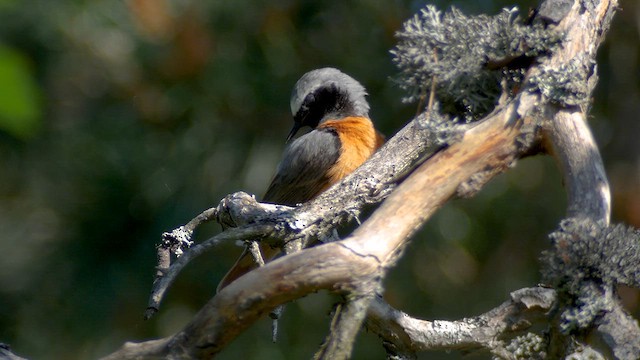 Common Redstart - ML620183234