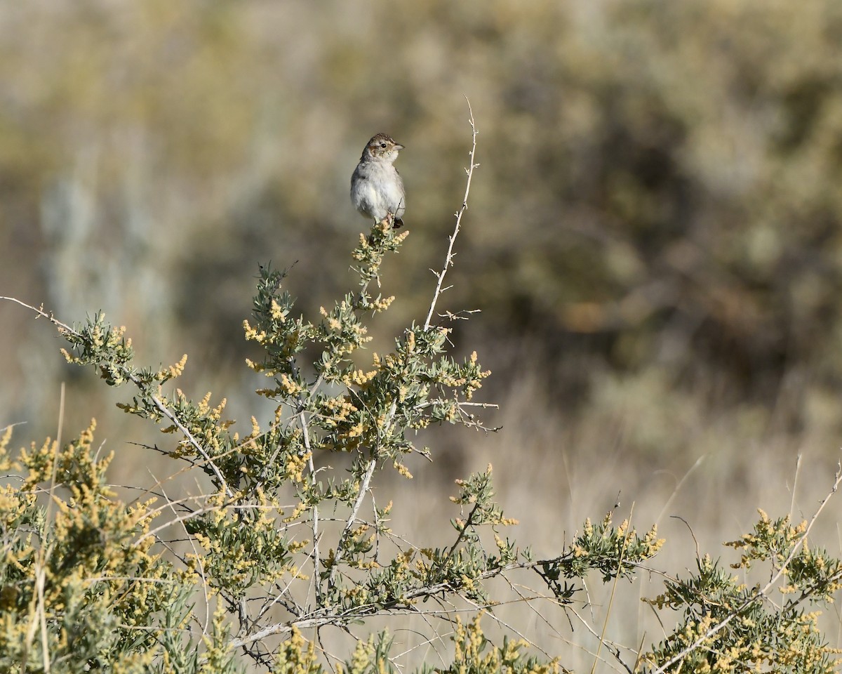 Cassin's Sparrow - ML620183235