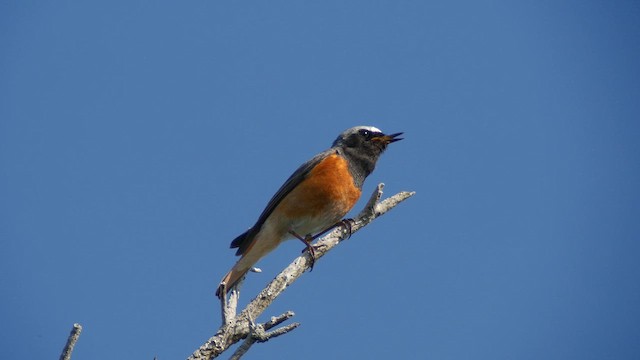 Common Redstart - ML620183241