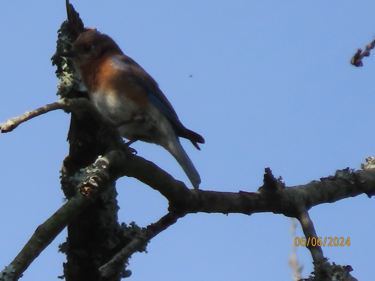 Eastern Bluebird - ML620183244