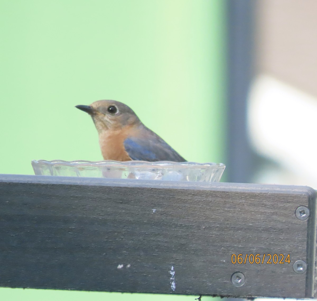 Eastern Bluebird - ML620183246