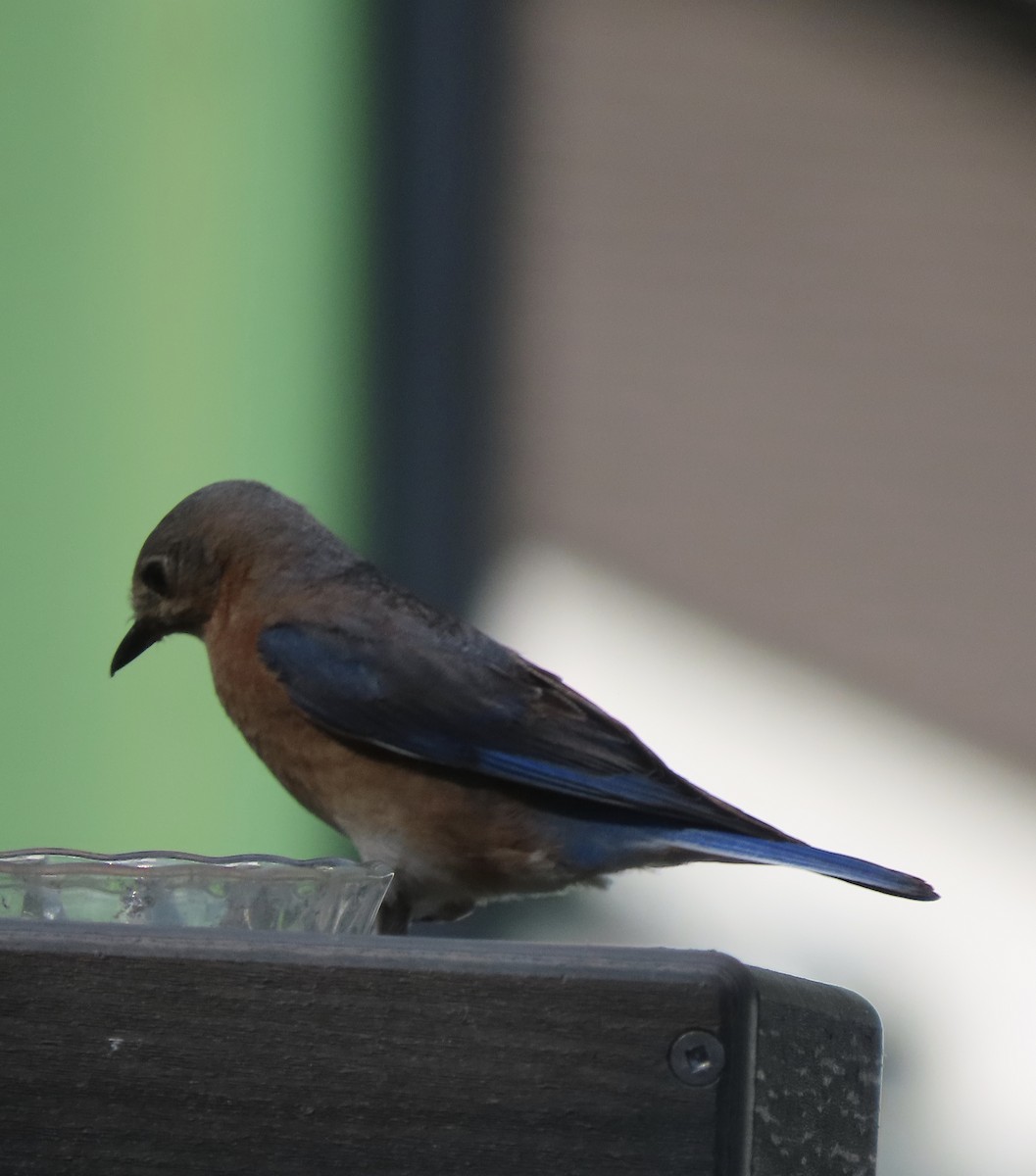 Eastern Bluebird - ML620183247