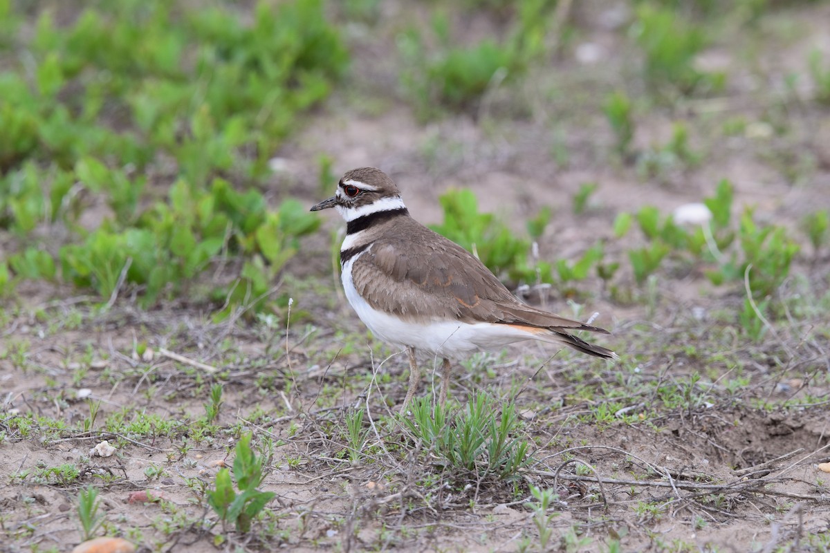 Killdeer - ML620183256