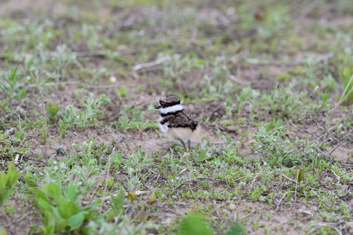 Killdeer - ML620183258